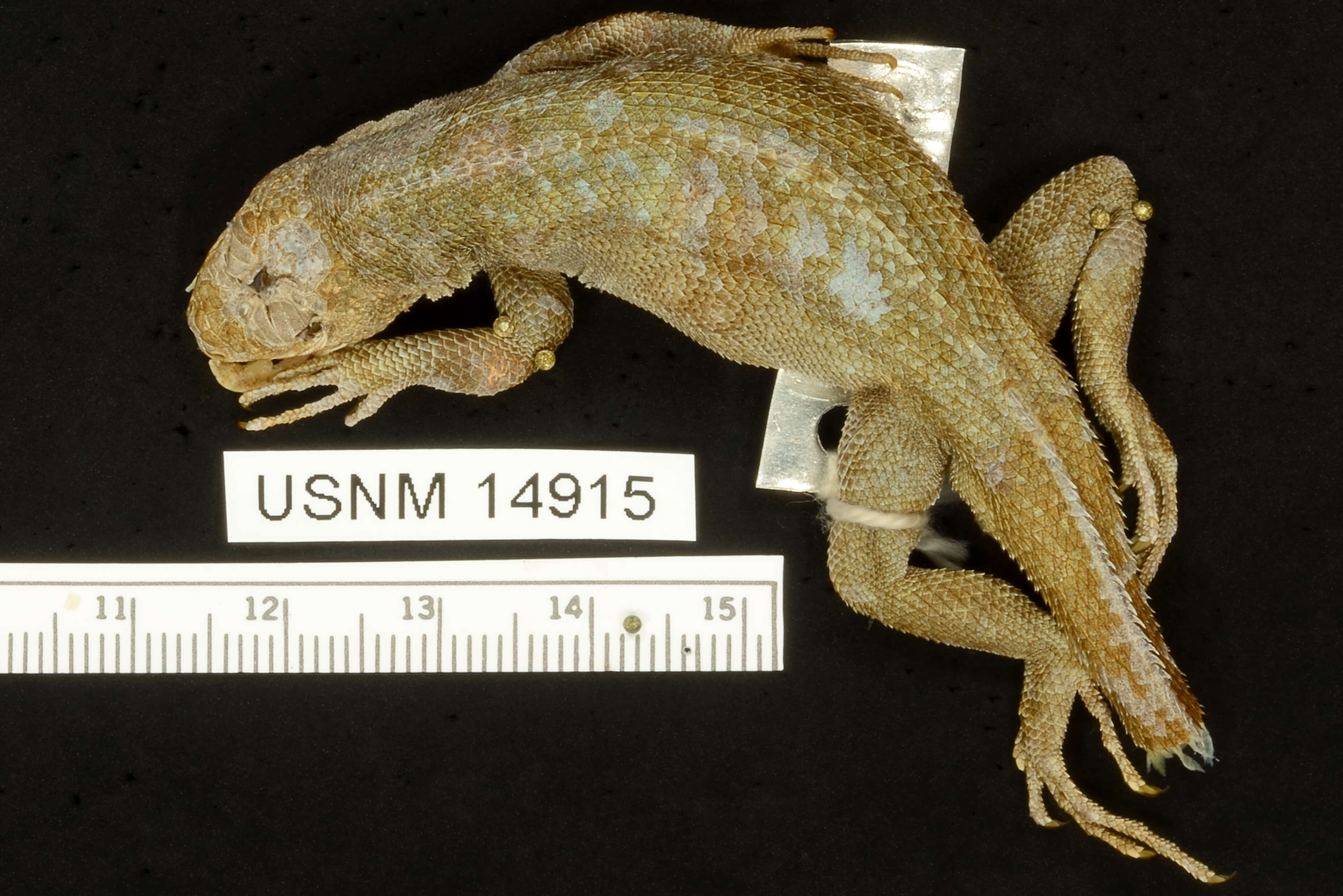 Image of Galapagos Lava Lizard