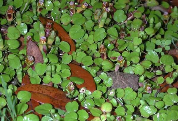 Image of creeping fuchsia