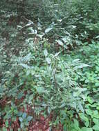 Euonymus americanus L. resmi