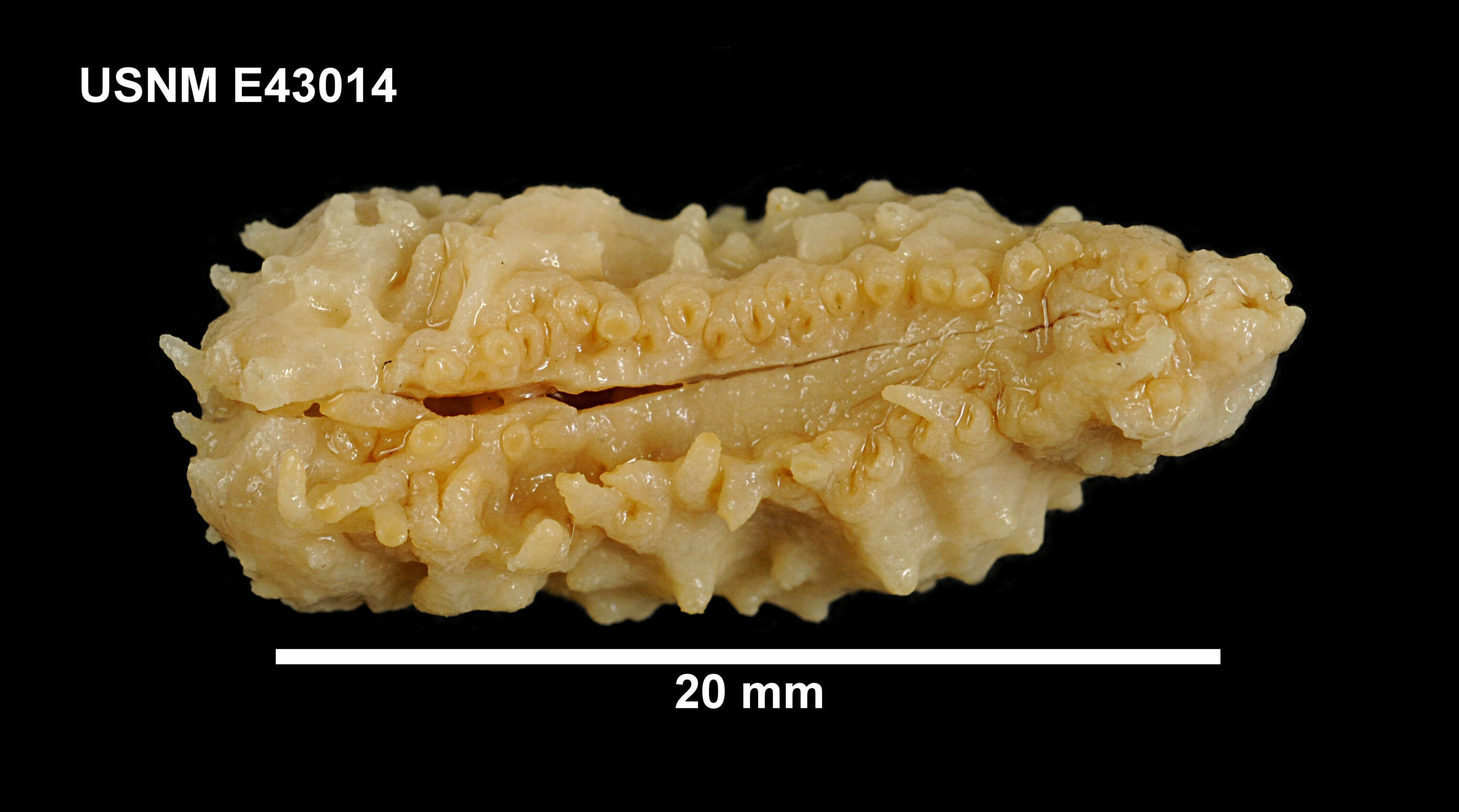 صورة Echinopsolus acanthocola Gutt 1990