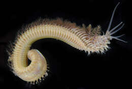Image of Ornate worm