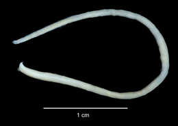 Sivun Ophelina nematoides (Ehlers 1913) kuva