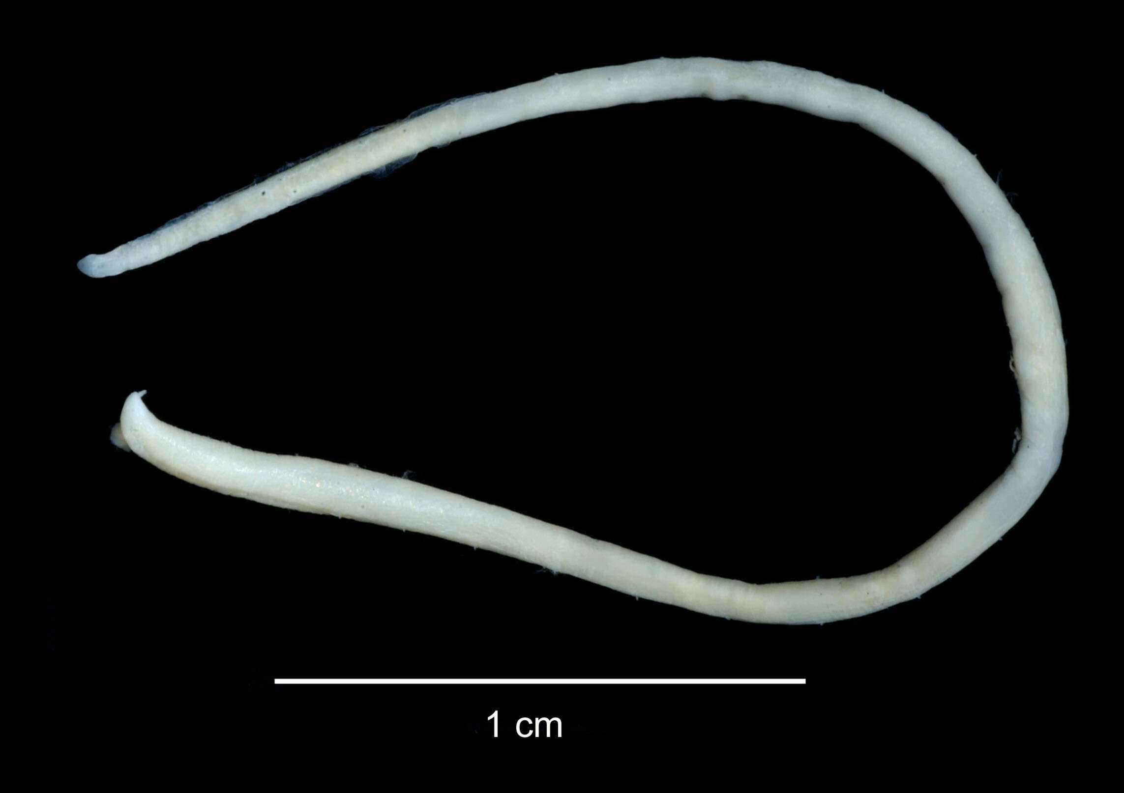 Image of Ophelina nematoides (Ehlers 1913)