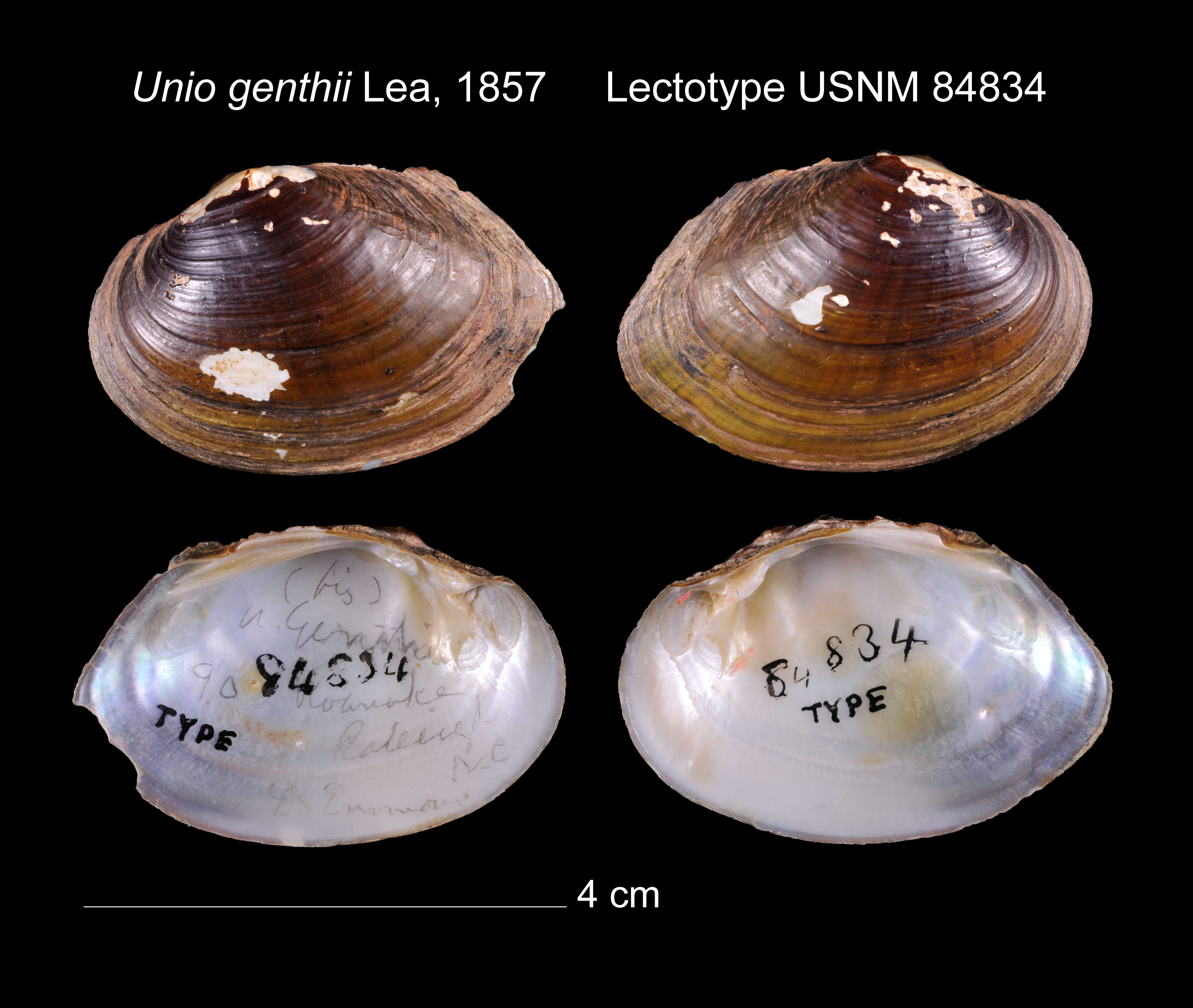 Image of Unio genthii I. Lea 1857