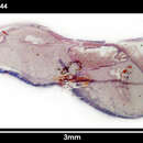 Image of Sputoherpia megaradulata Salvini-Plawen 1978