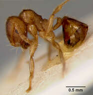 Image of Lophomyrmex quadrispinosus (Jerdon 1851)