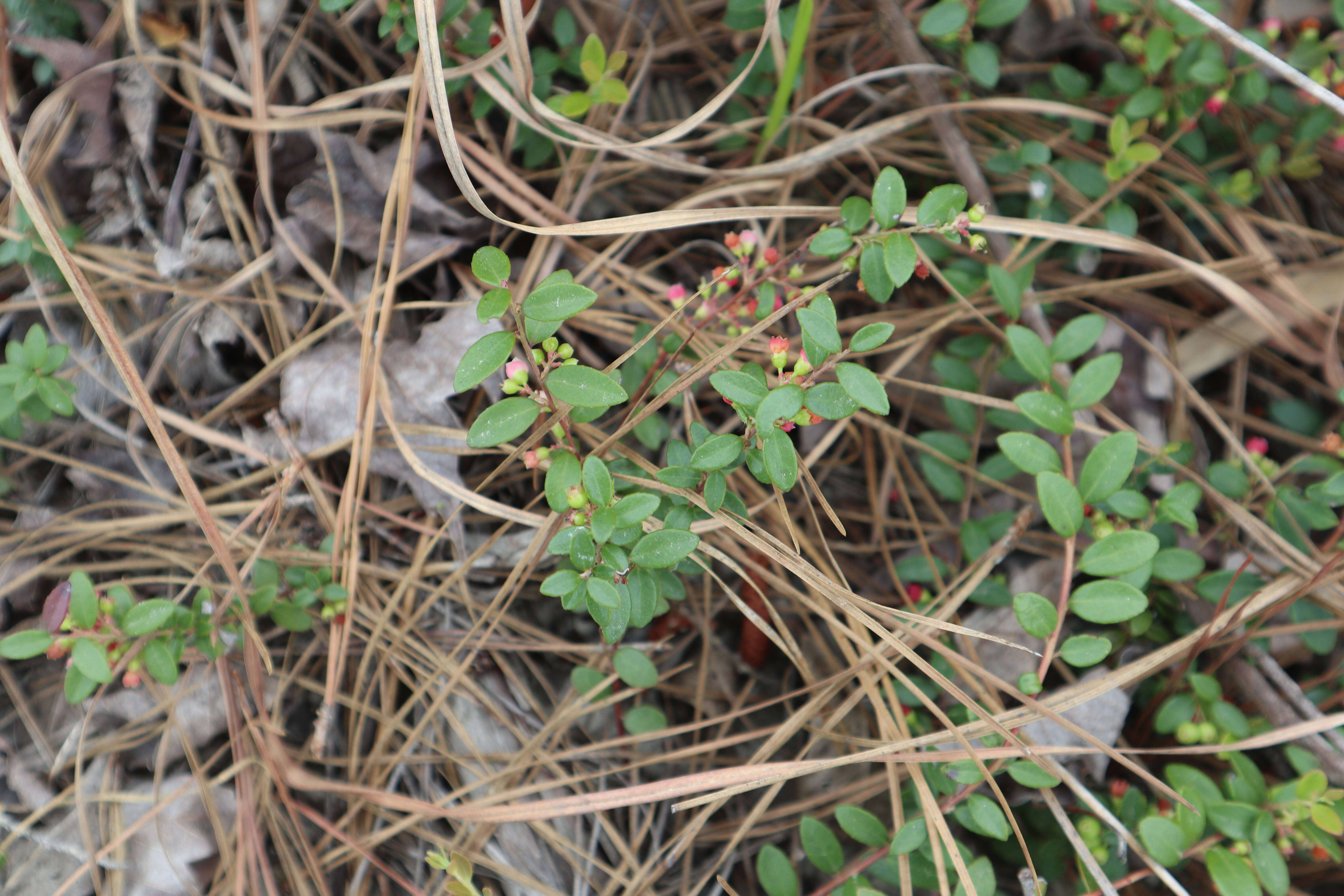 Vaccinium crassifolium Andr. resmi