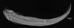 Image of Trichomycterus emanueli (Schultz 1944)
