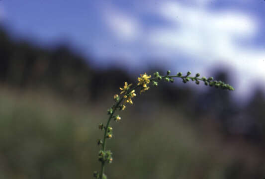 صورة Agrimonia parviflora