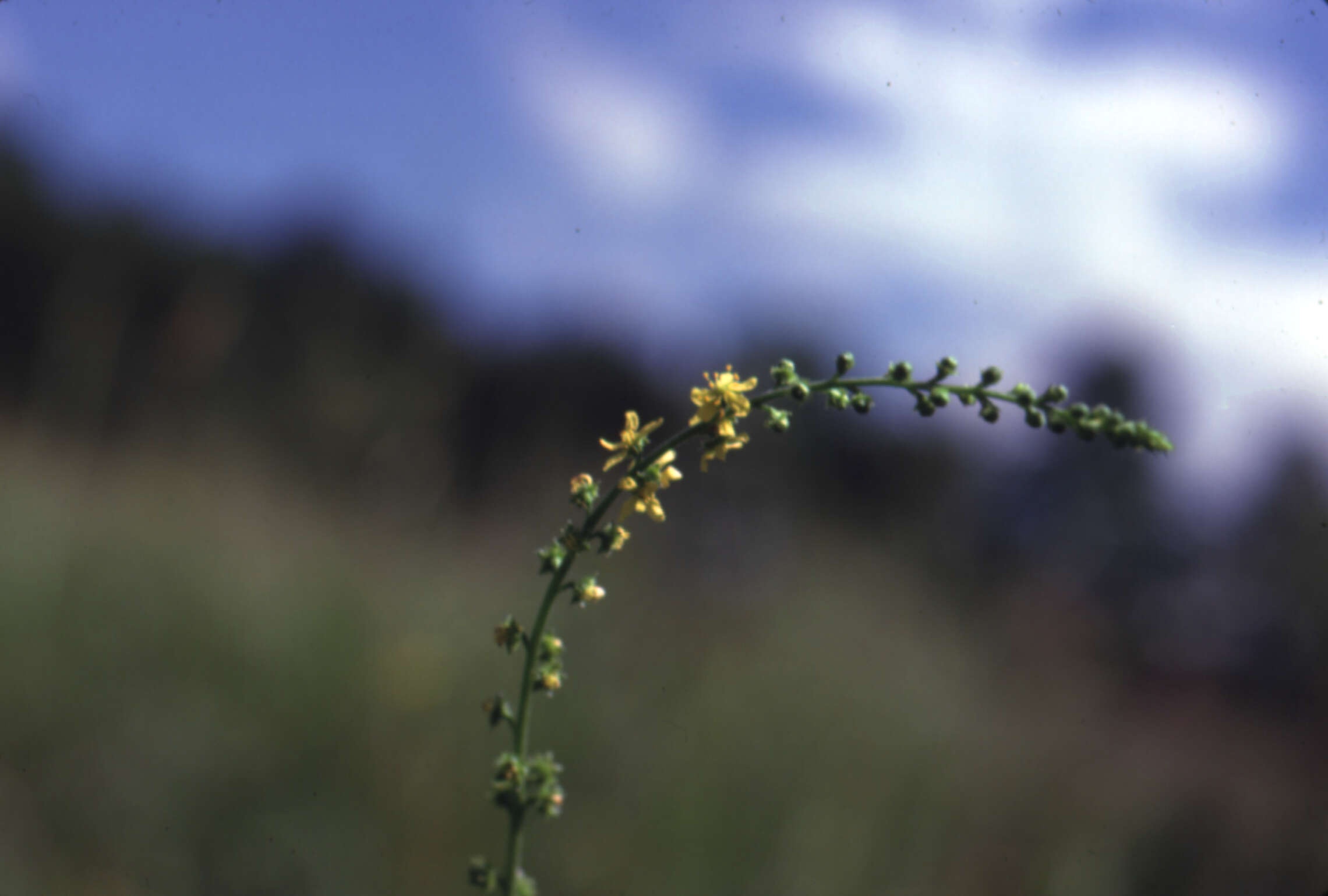 Image of harvestlice