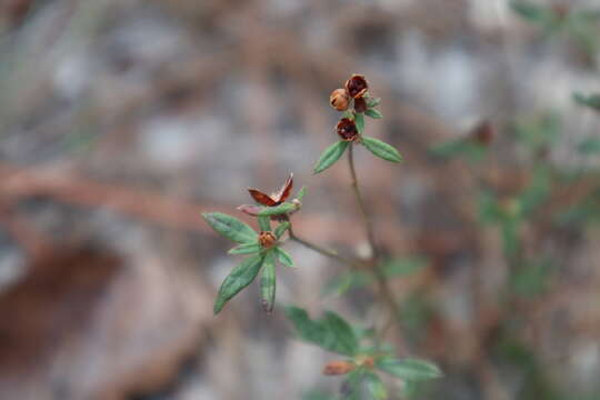 Image of longbranch frostweed