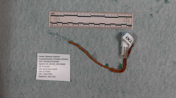 Слика од Porphyrocrinus Gislén 1925