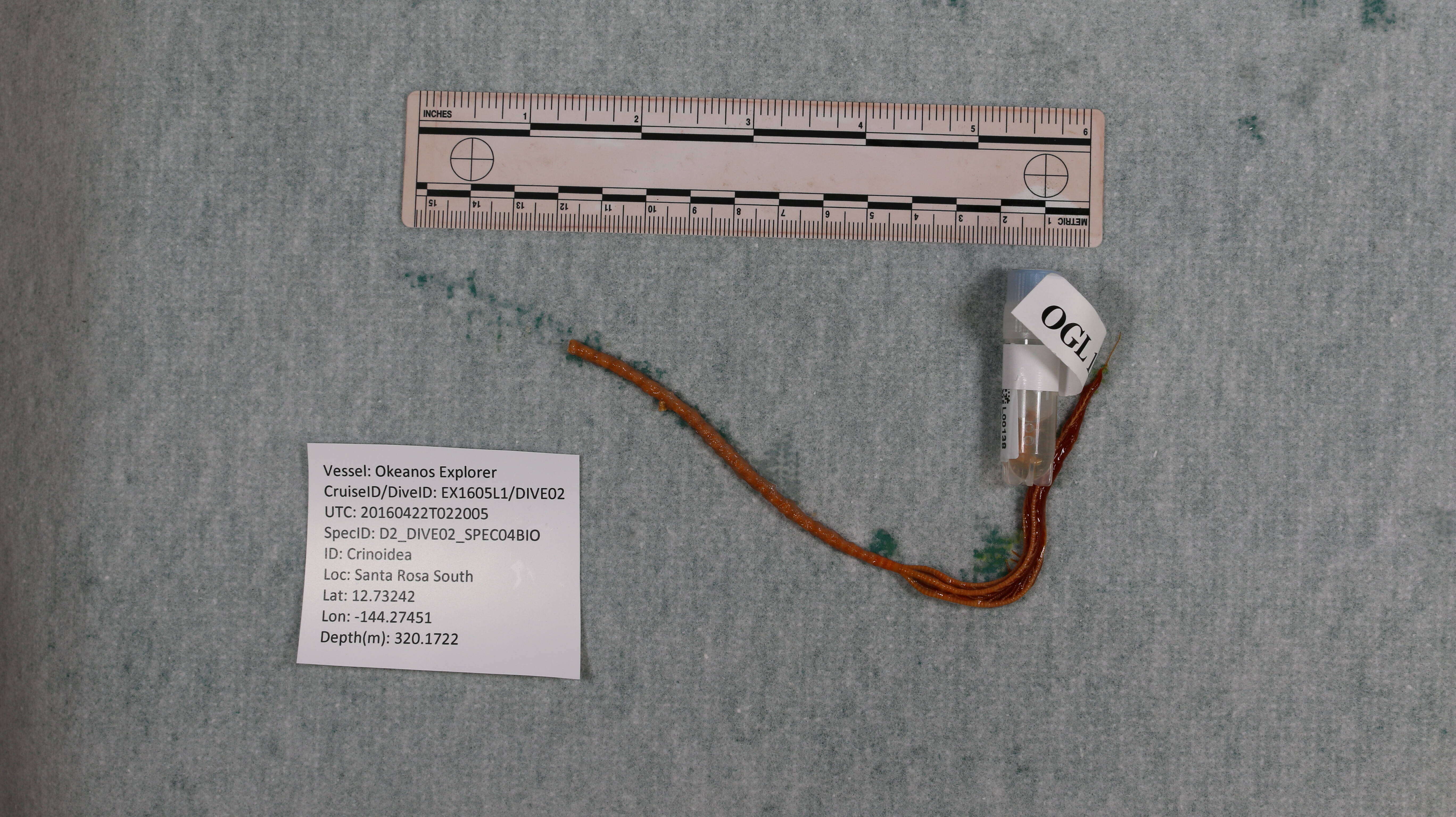 Image of Porphyrocrinus Gislén 1925