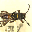 Слика од Tomopterus similis Fisher 1930