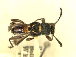 Слика од Tomopterus similis Fisher 1930