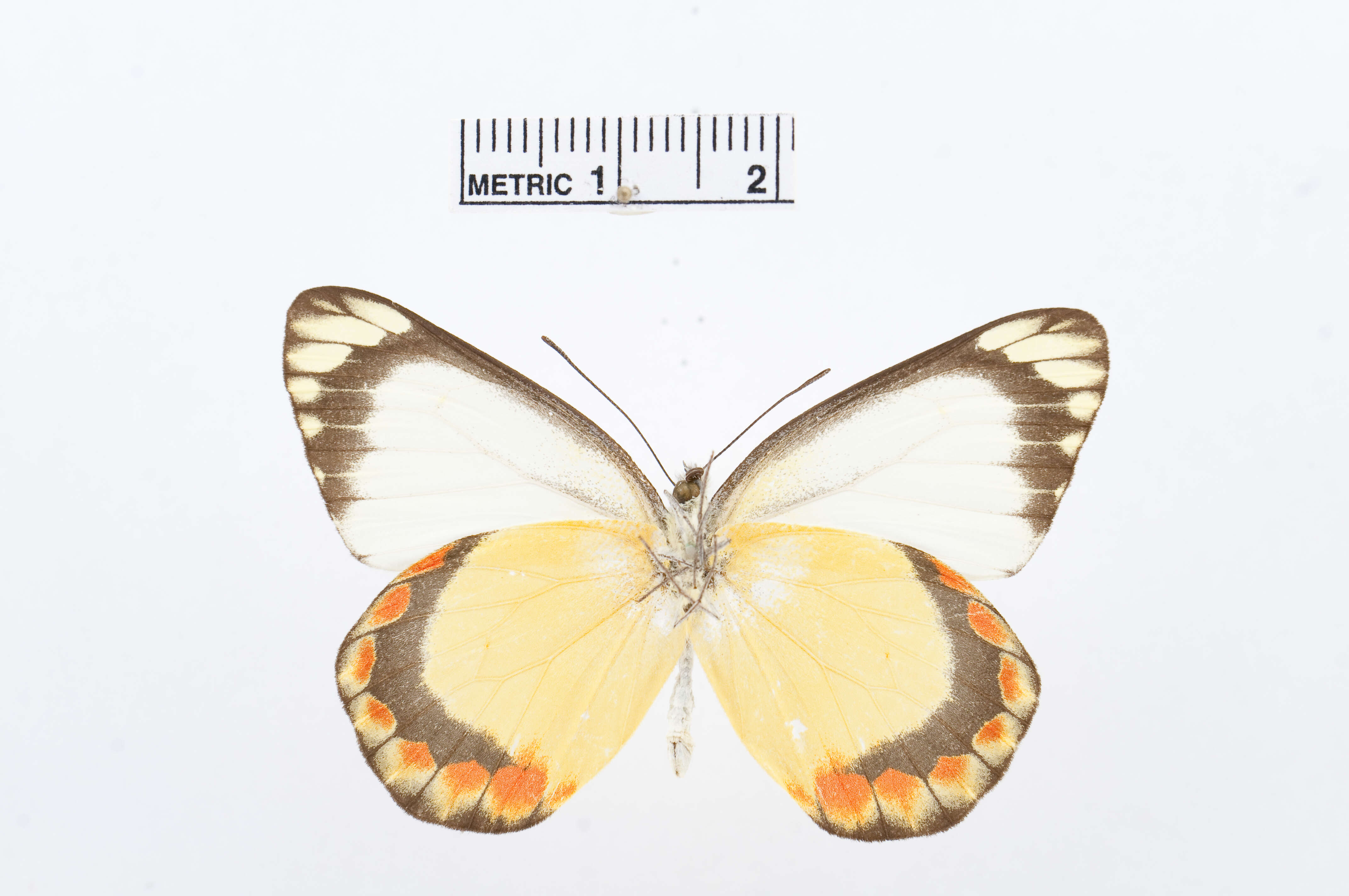 Image of Delias fasciata Rothschild 1894