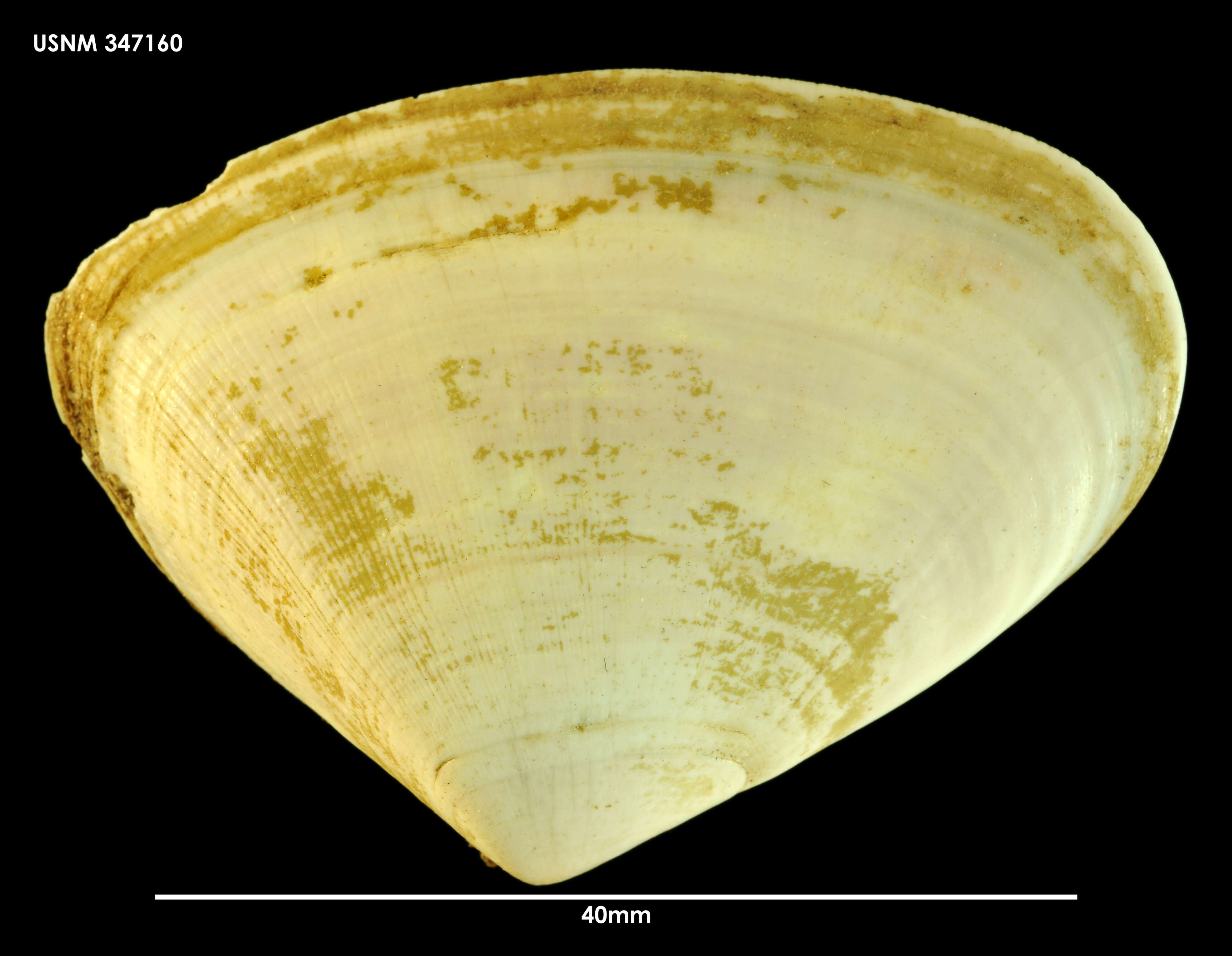 Image of Plebidonax Iredale 1930