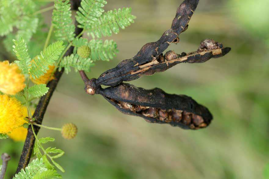 Image of Vachellia farnesiana (L.) Wight & Arn.