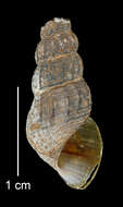 Image of Juga plicifera (I. Lea 1838)