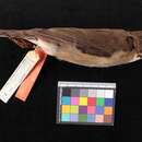 Image of Turdus assimilis campanicola Phillips & AR 1991