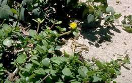 Image of native yellow purslane