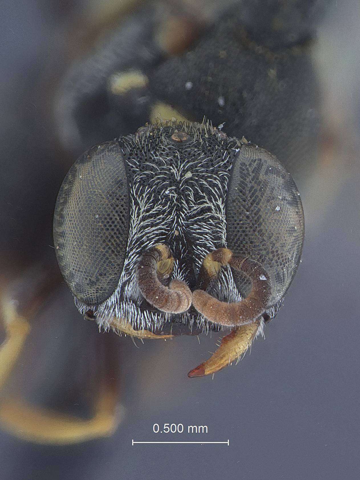 Image de Oxybelus pyrurus (Rohwer 1914)