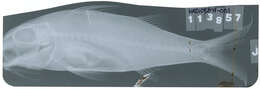 Image of Yellowfin goatfish