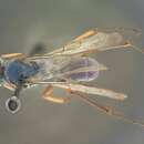 صورة Auplopus purpureus Dreisbach 1963