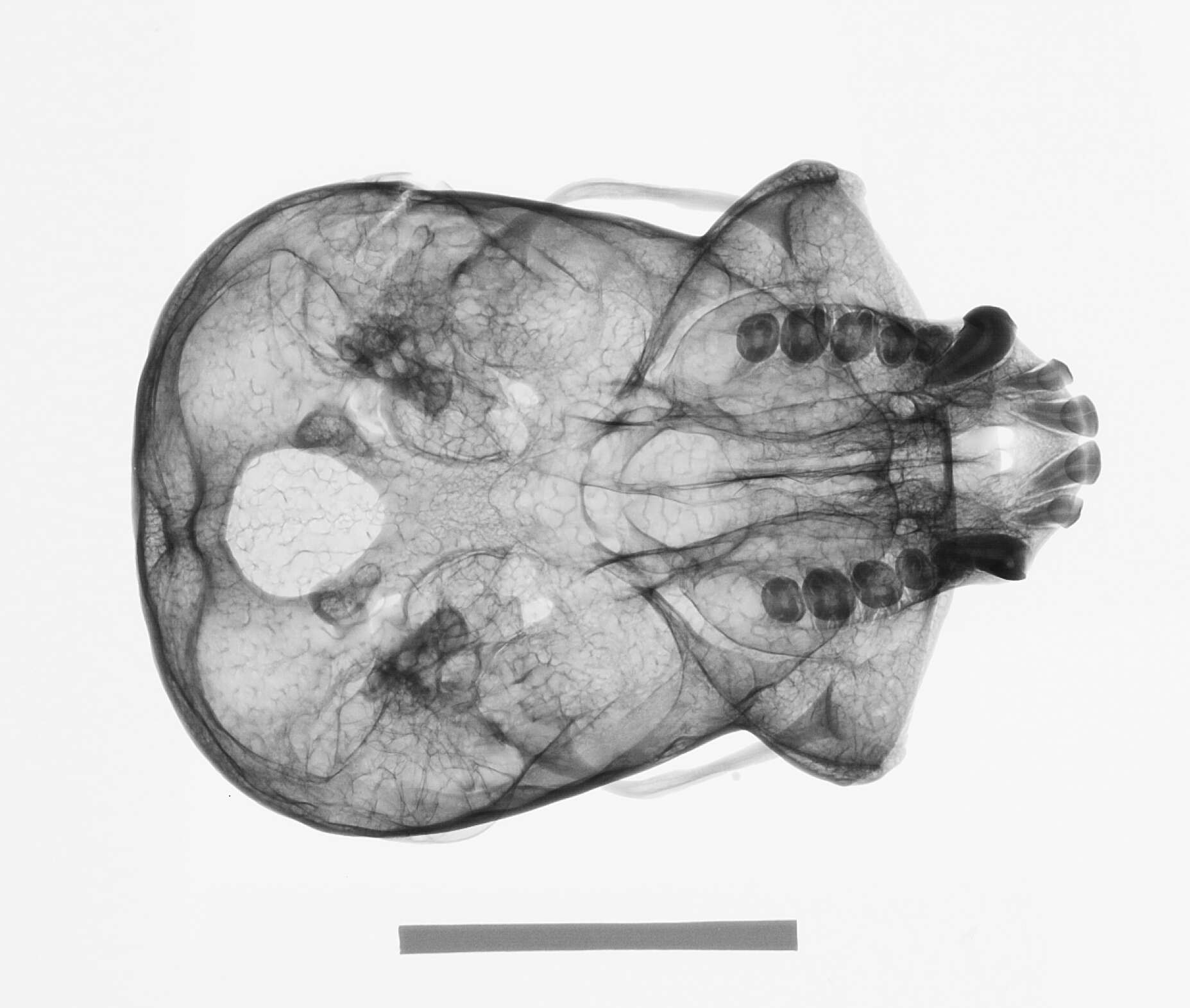 Image de Hylobates lar vestitus Miller 1942