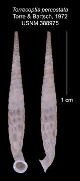 Imagem de Torrecoptis percostata C. de la Torre & Bartsch 1972