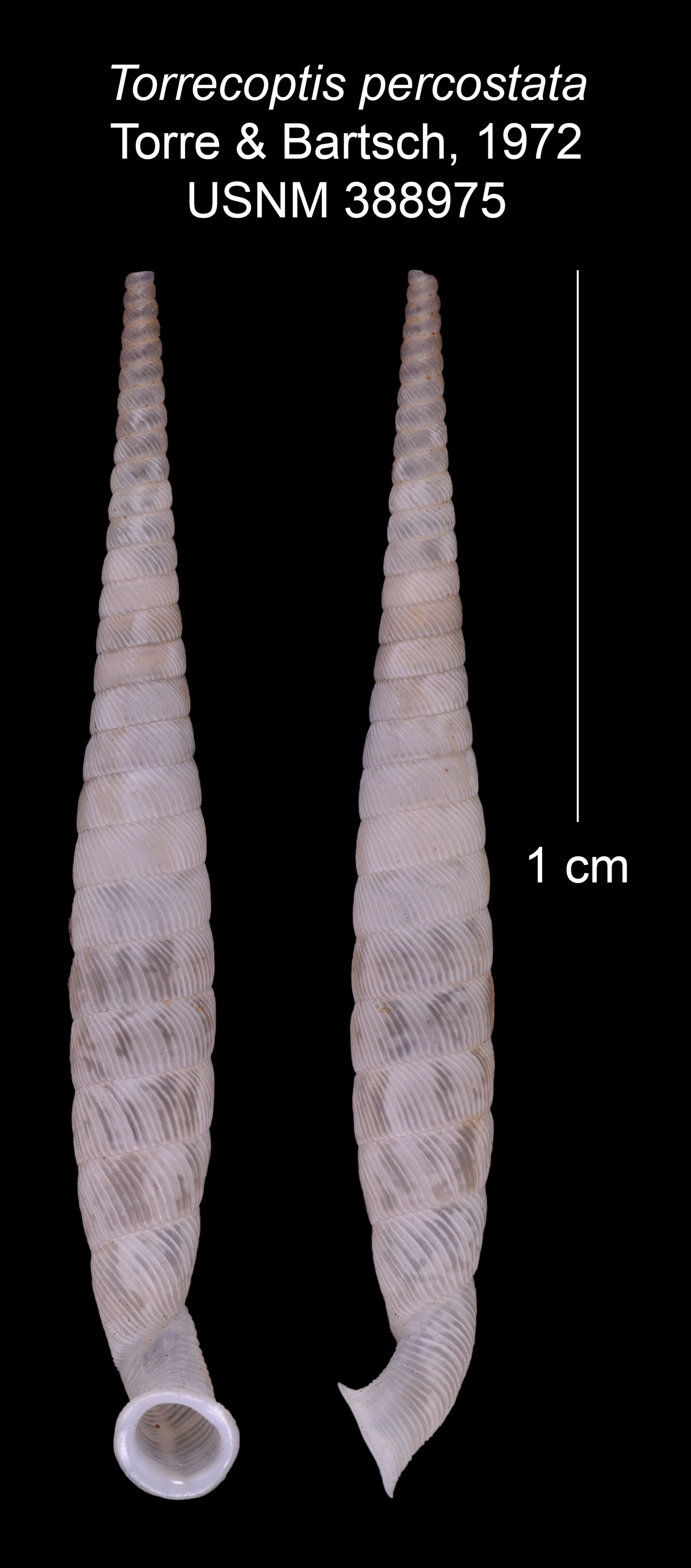 Imagem de Torrecoptis percostata C. de la Torre & Bartsch 1972