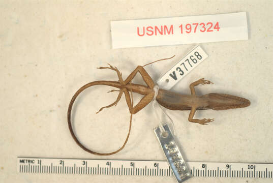 Image of Anolis hendersoni ravidormitans Schwartz 1978