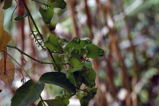 Image of Serjania caracasana (Jacquin) Willdenow