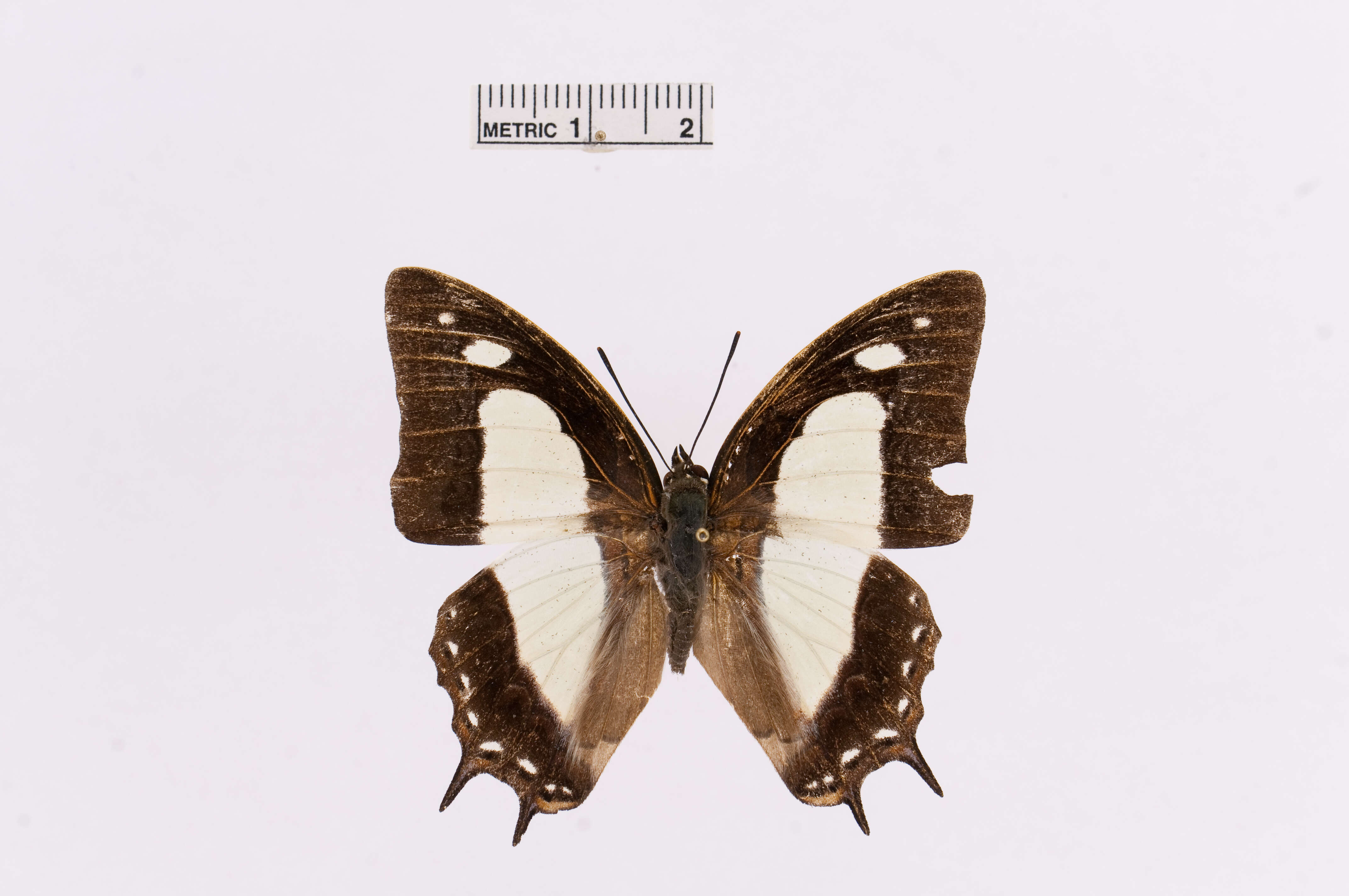 Image of Polyura arja Felder 1866