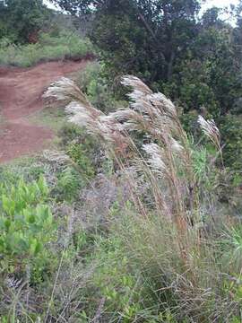 Plancia ëd Andropogon bicornis L.