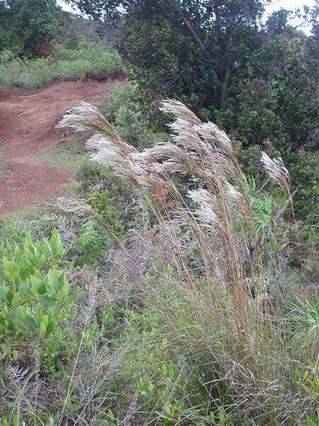 Sivun Andropogon bicornis L. kuva