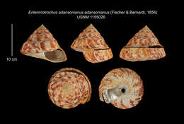 Image of Entemnotrochus adansonianus adansonianus (Crosse & P. Fischer 1861)