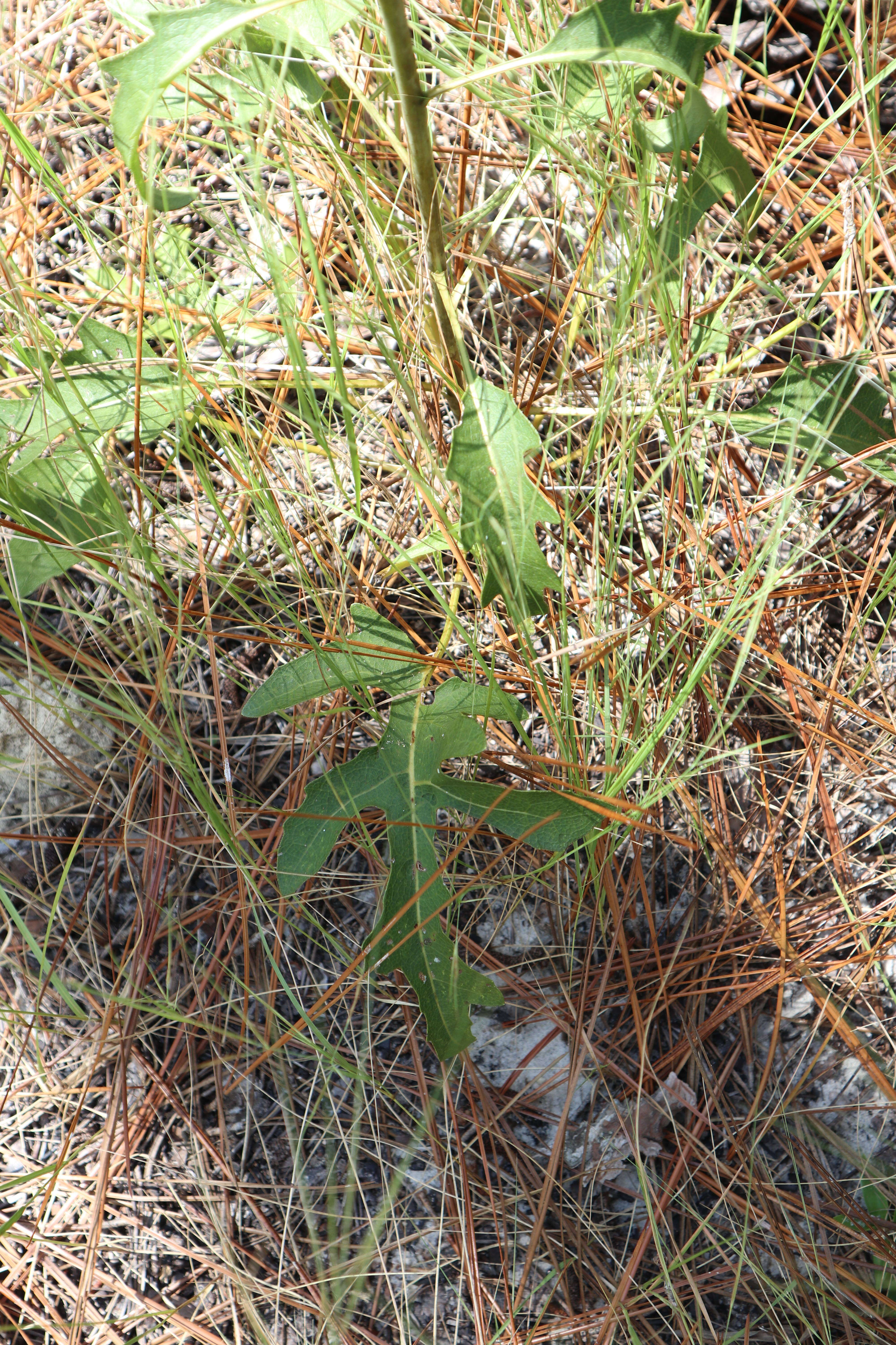 Image de Silphium compositum var. compositum