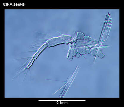 Image of Laophontodes macclintocki Schizas & Shirley 1994