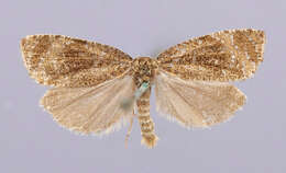 Olethreutes coruscana Clemens 1860 resmi