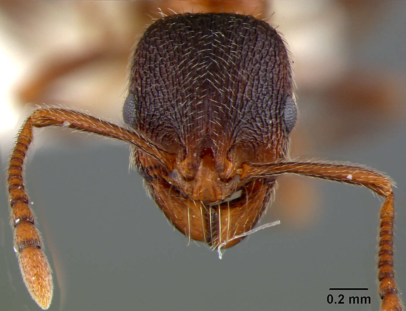 Imagem de Stenamma smithi Cole 1966