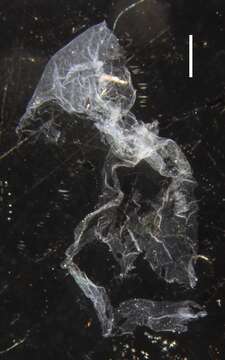 Image of Lilyopsis fluoracantha Haddock, Dunn & Pugh 2005