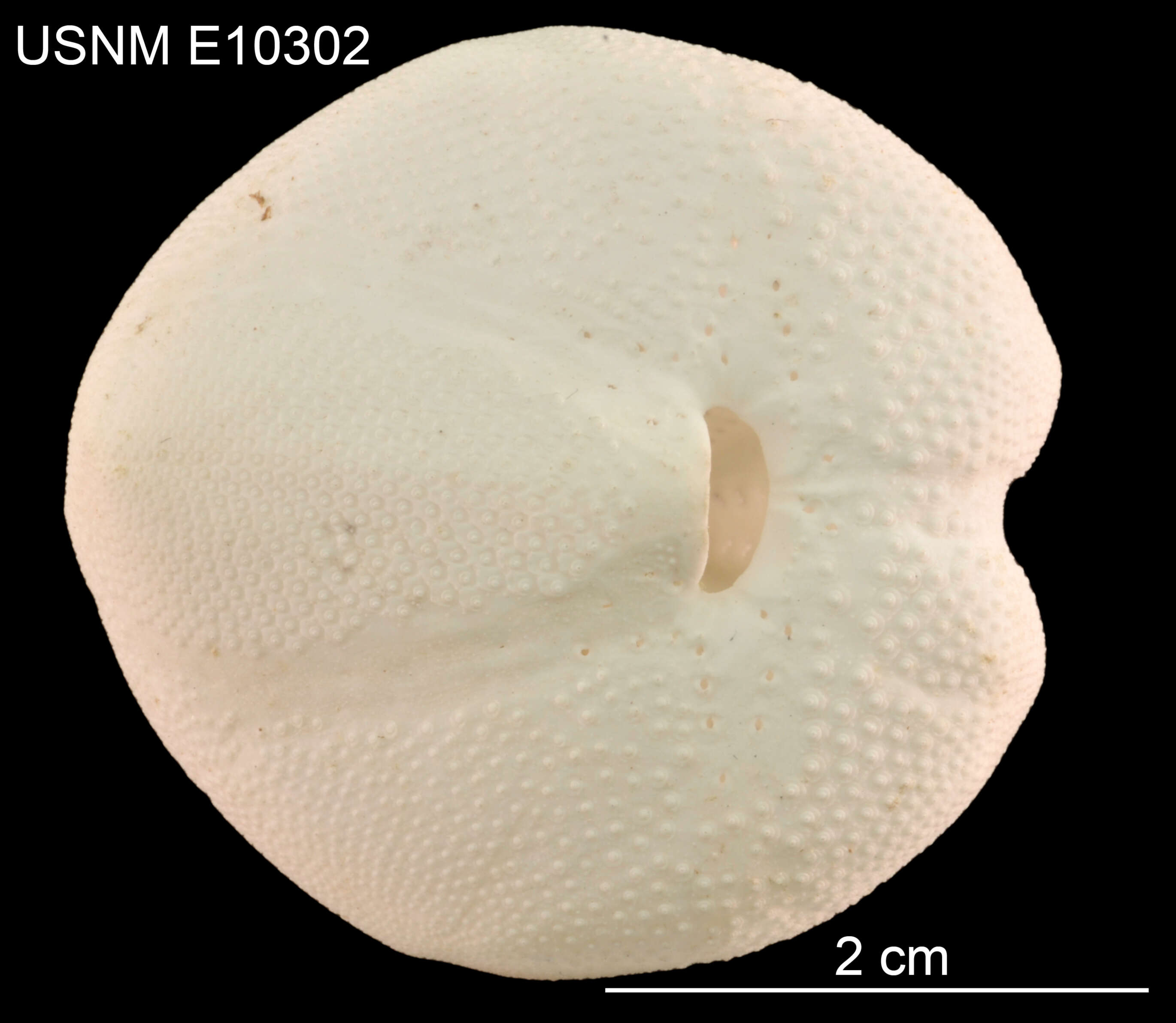 Image of Schizaster floridiensis Kier & Grant 1965