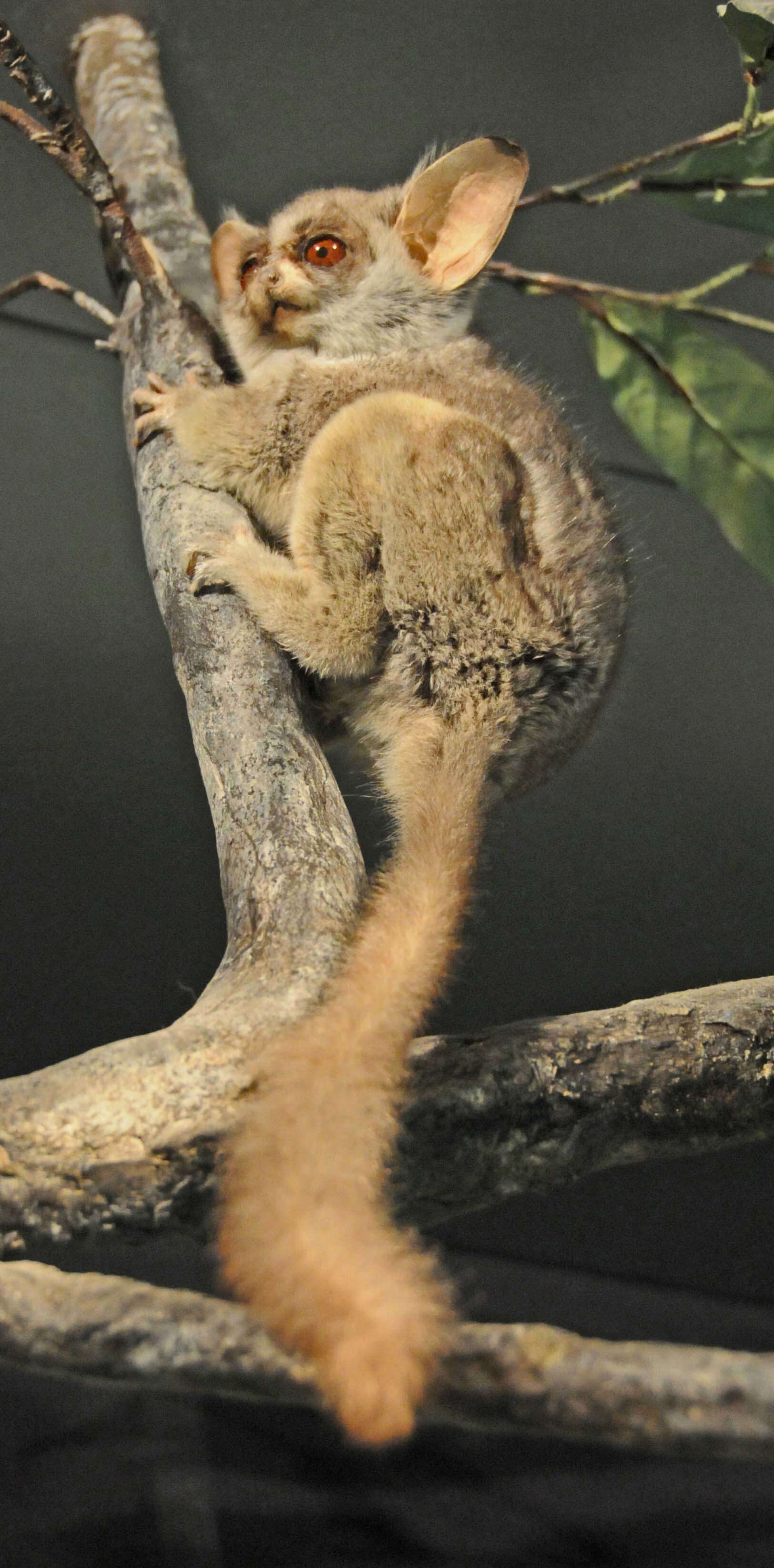 Image of Senegal Bushbaby