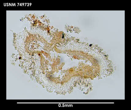 Image of Ocheyoherpia lituifera Salvini-Plawen 1978