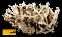 Image of spine coral