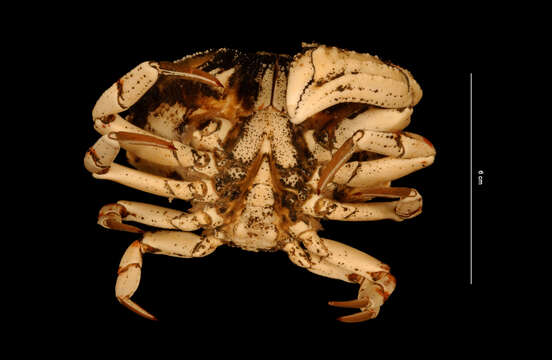 Image of Calico Crab