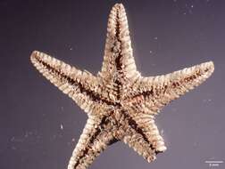 Image of Astropecten Gray 1840