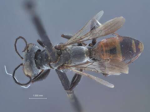 Plancia ëd Miscophus timberlakei (Bridwell 1920)