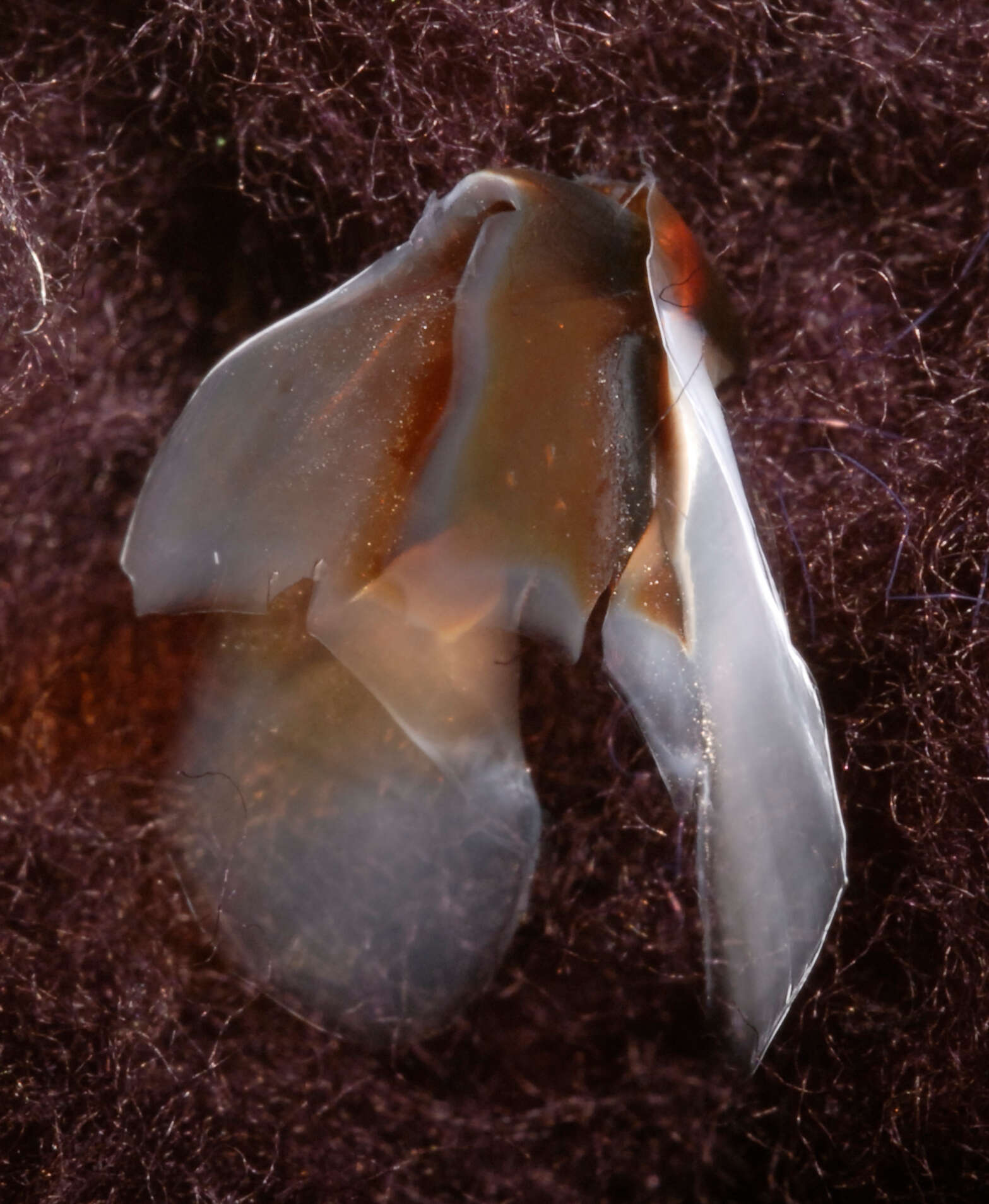 Image of Coffee bean scaled squid